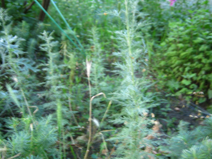 planta vinului-pelisor - a-Gradina botanica de acasa