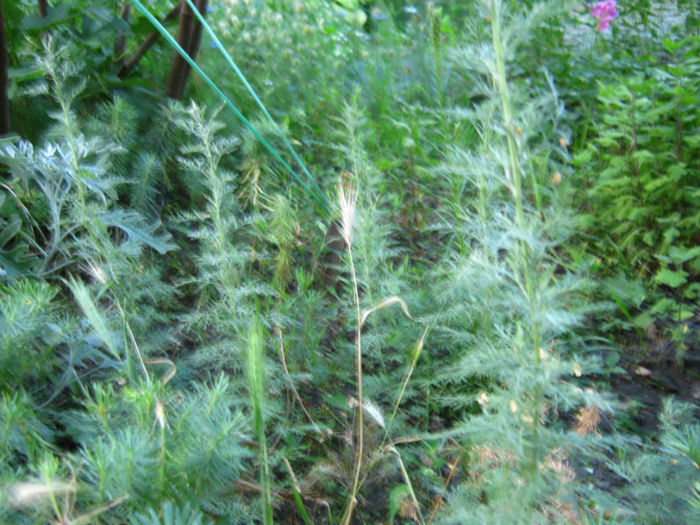 planta vinului-pelisor - a-Gradina botanica de acasa