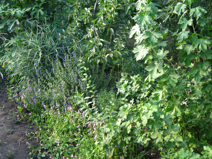 plante medicinale-cuisor-isop - a-Gradina botanica de acasa