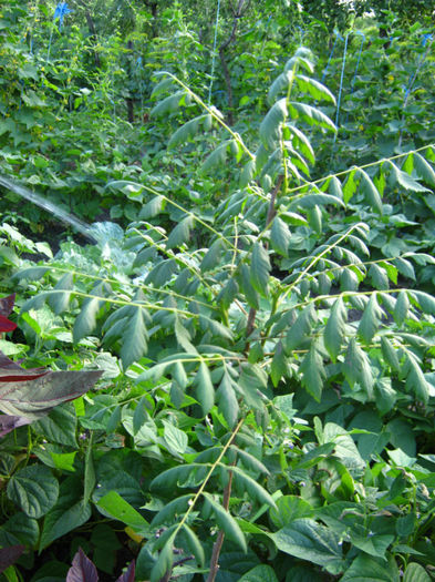 koelreuteria paniculata