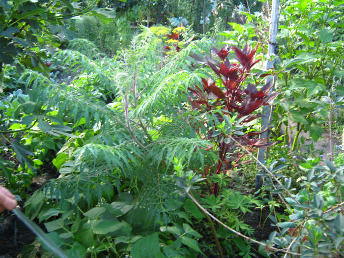 rhus typhina - a-Gradina botanica de acasa