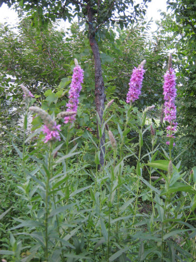 rachitan planta medicinala si ornamentala - a-Gradina botanica de acasa