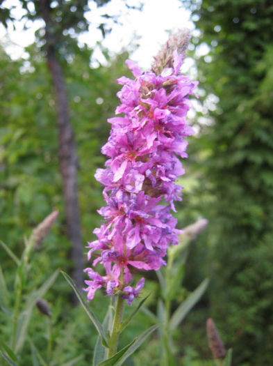 rachitan planta medicinala si ornamentala22 - a-Gradina botanica de acasa