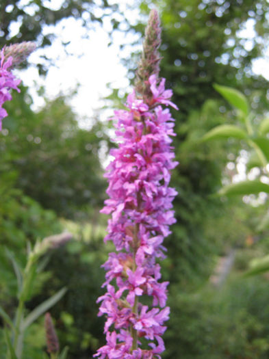 rachitan planta medicinala si ornamentala222 - a-Gradina botanica de acasa