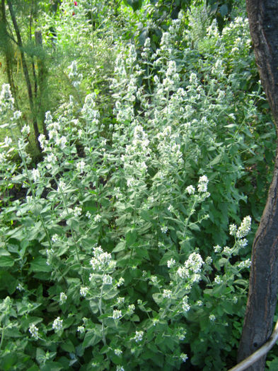 roinita - a-Gradina botanica de acasa