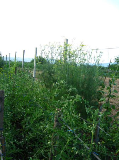 rosii si fenicul - a-Gradina botanica de acasa