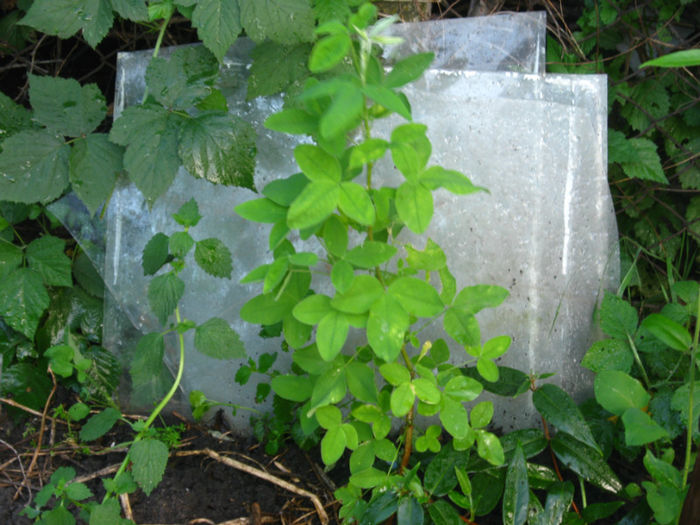 salcam galben-laburnum - a-Gradina botanica de acasa