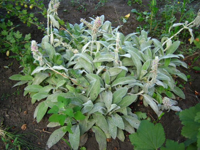 salvie ornamentala - a-Gradina botanica de acasa