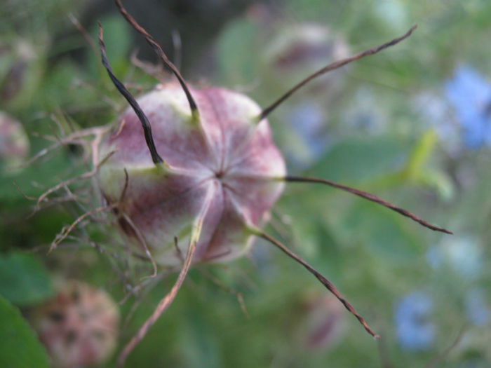 samanta chica voinicului - a-Gradina botanica de acasa
