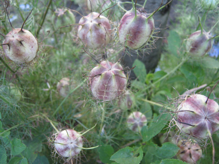 samanta chica voinicului2 - a-Gradina botanica de acasa