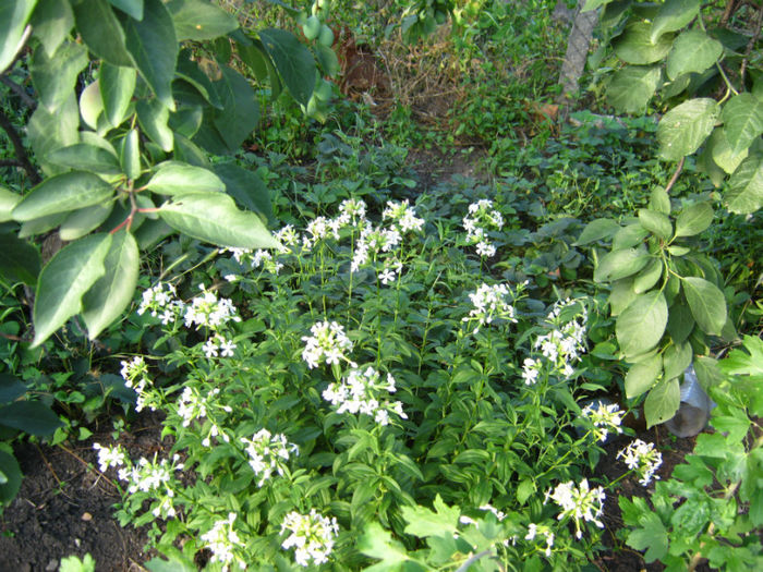 sapunararita - a-Gradina botanica de acasa