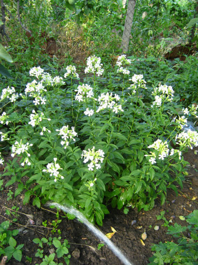 sapunararita medicinala - a-Gradina botanica de acasa