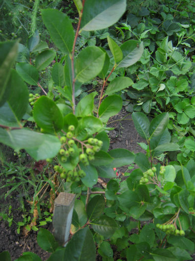 scorus negru -aronia - a-Gradina botanica de acasa
