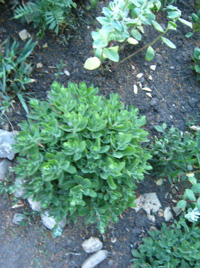 sedum55 - a-Gradina botanica de acasa