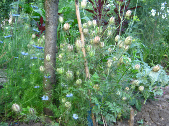 seminte de chica voinicului - a-Gradina botanica de acasa