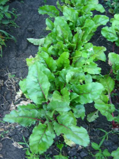 sfecla rosie - a-Gradina botanica de acasa