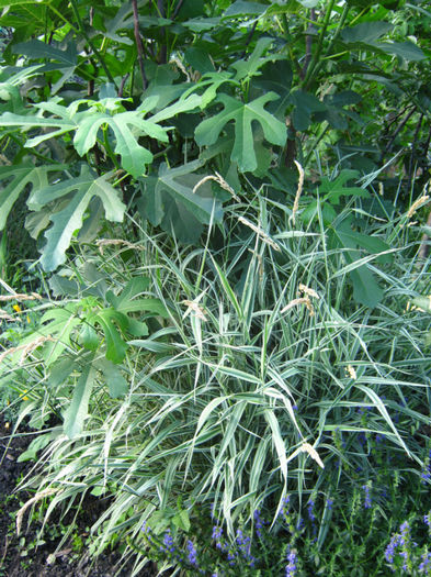 smochin si iarna ornamentala - a-Gradina botanica de acasa
