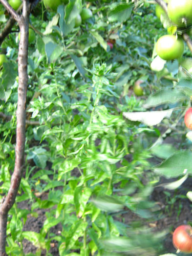 sofranel - a-Gradina botanica de acasa