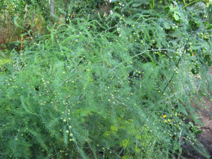 sparanghel - a-Gradina botanica de acasa