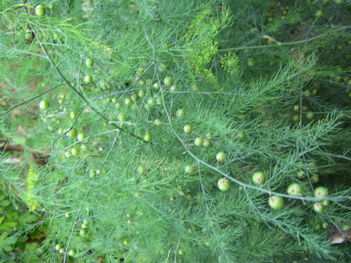 sparanghel1 - a-Gradina botanica de acasa