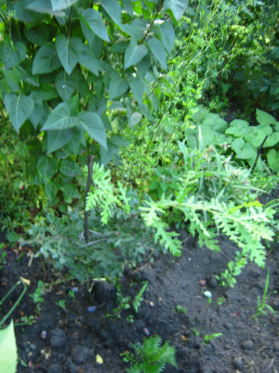 stejar si liliac - a-Gradina botanica de acasa