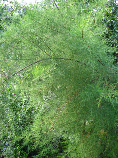 tamarax - a-Gradina botanica de acasa