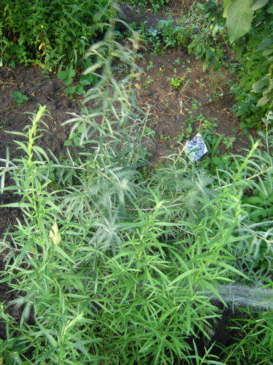 tarhon - a-Gradina botanica de acasa