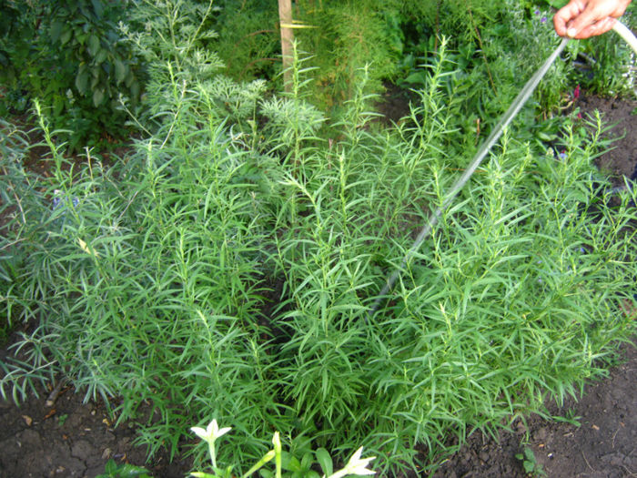 tarhon si catina - a-Gradina botanica de acasa