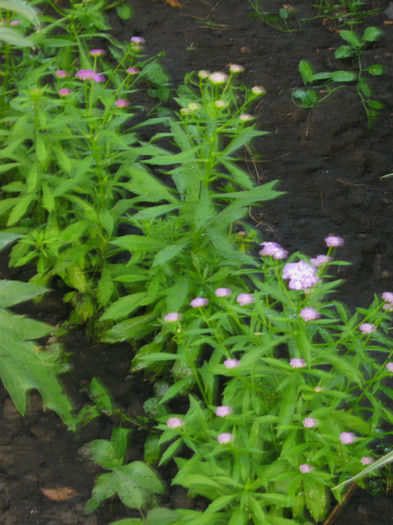 iberis - a-Gradina botanica de acasa
