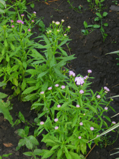 iberis - a-Gradina botanica de acasa