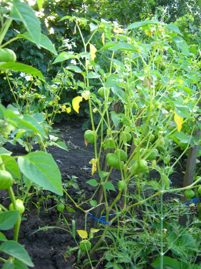 tomatillo11 - a-Gradina botanica de acasa