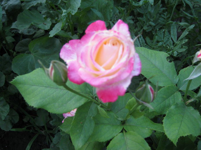 trandafir bicolor - a-Gradina botanica de acasa