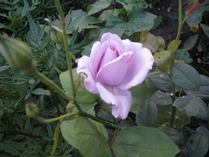 TRANDAFIR SISSY - a-Gradina botanica de acasa