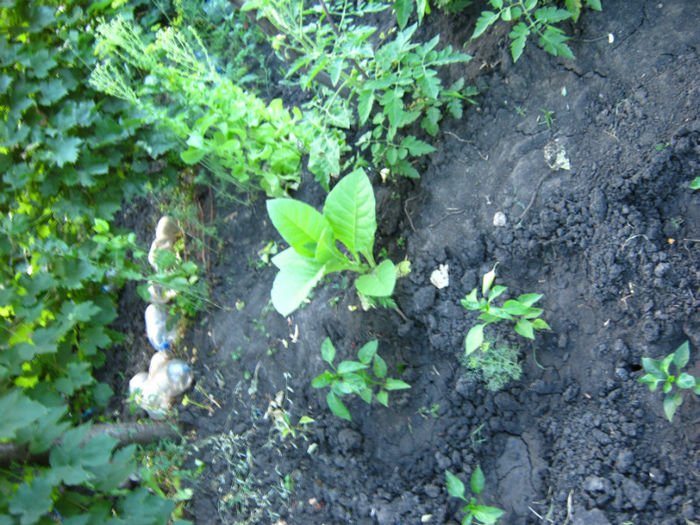 tutun1 - a-Gradina botanica de acasa