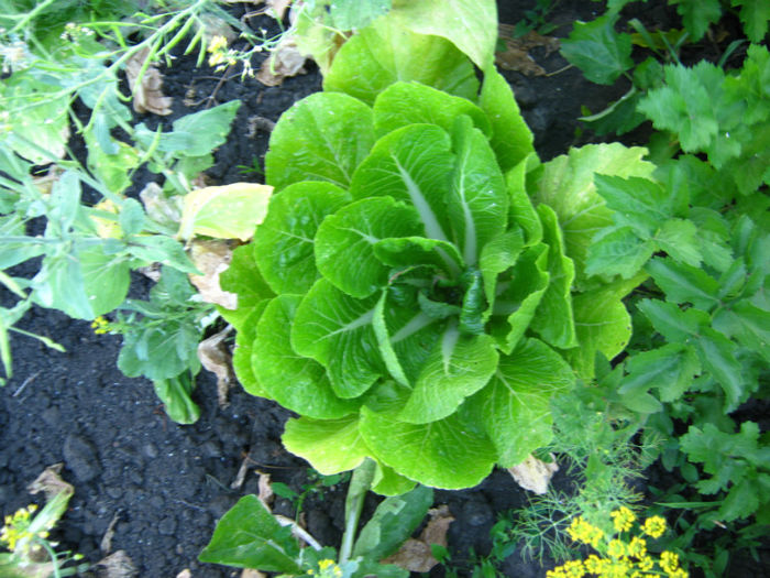 varza chinezeasca - a-Gradina botanica de acasa