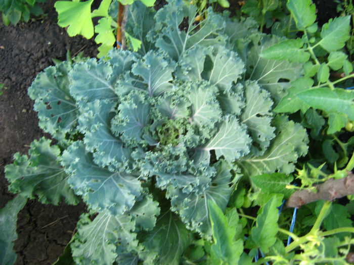 varza ornamentala - a-Gradina botanica de acasa