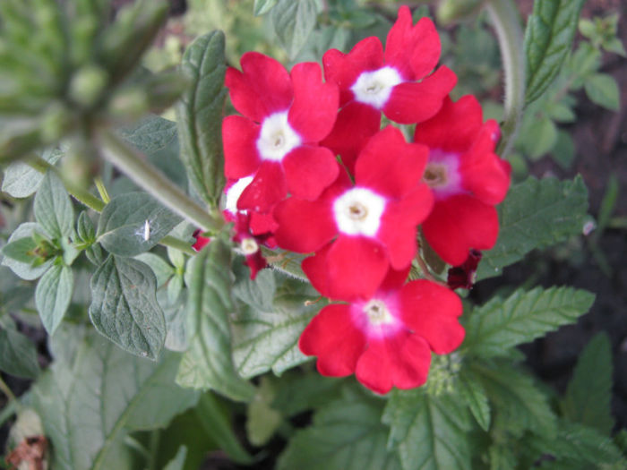verbina - a-Gradina botanica de acasa