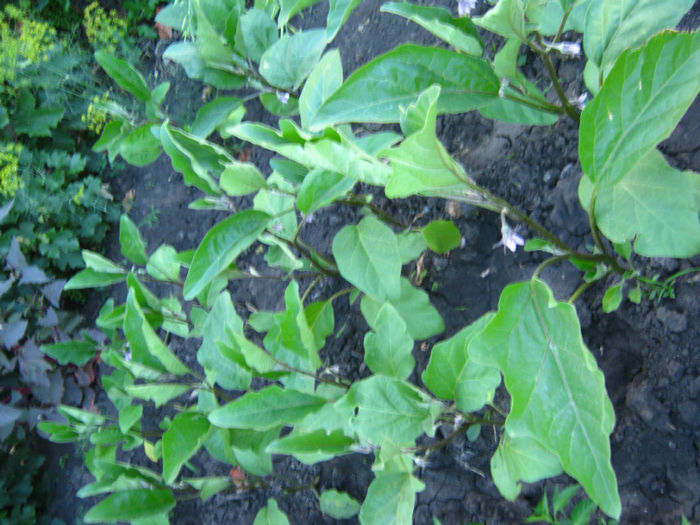 vinete44 - a-Gradina botanica de acasa