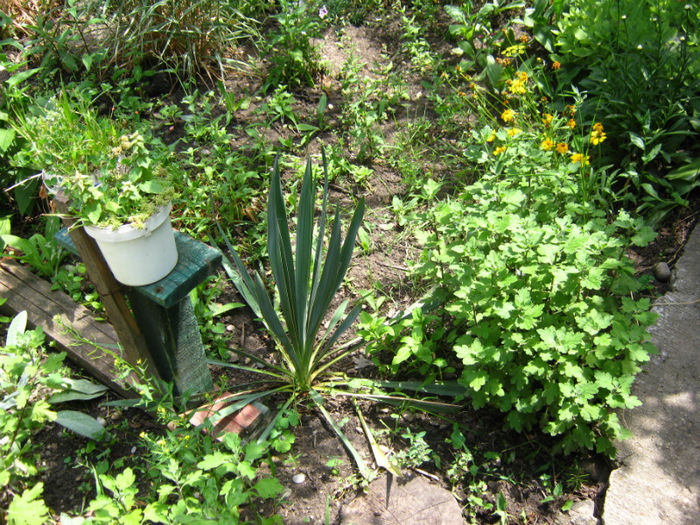 yuca - a-Gradina botanica de acasa