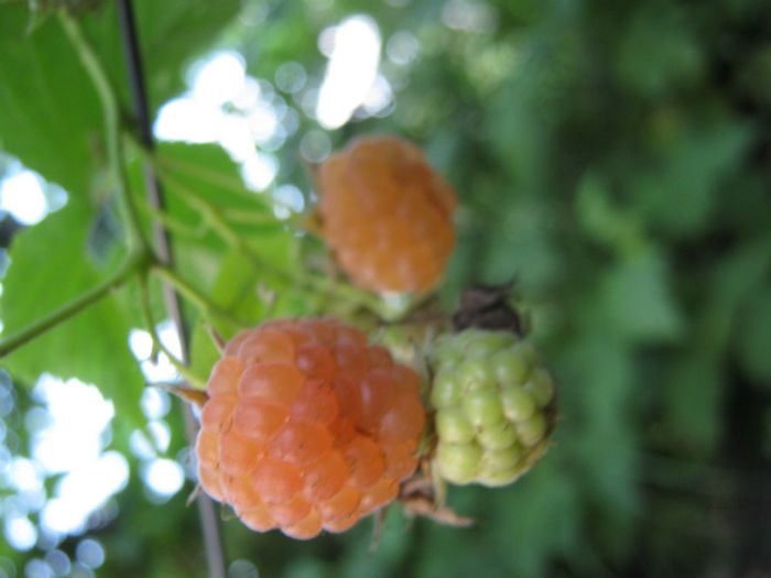 zmeur orange222 - a-Gradina botanica de acasa