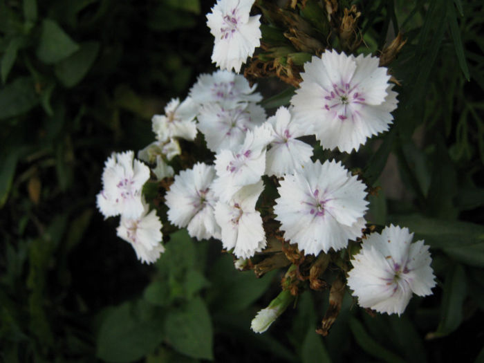 garofite - a-Gradina botanica de acasa