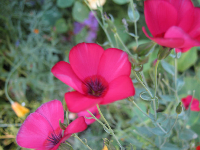 in rosu - a-Gradina botanica de acasa