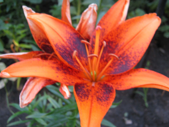 IMG_7142 - a-Gradina botanica de acasa