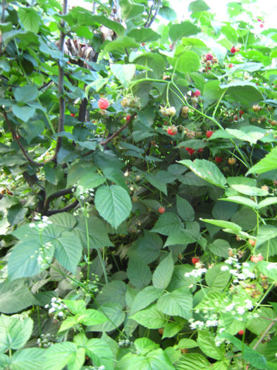 zmeur rosu - a-Gradina botanica de acasa