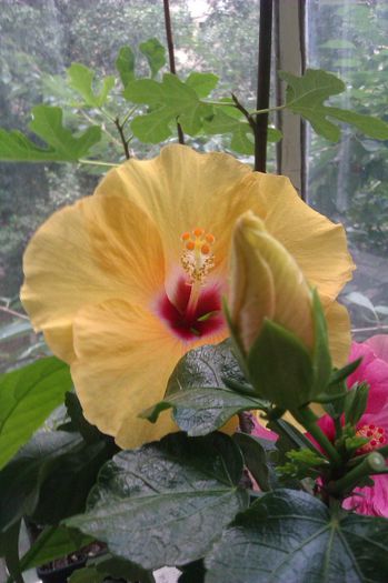 Boreas Yellow - Hibiscus 2013