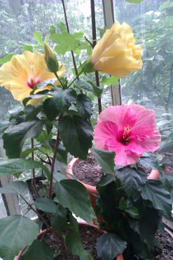 IMAG1297 - Hibiscus 2013