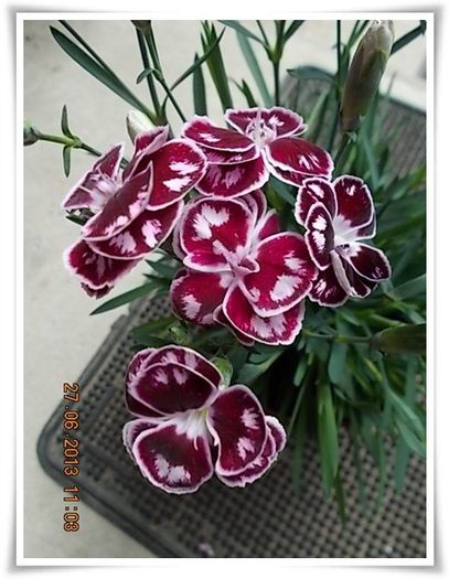 DSCN7452 - flori diverse 2013