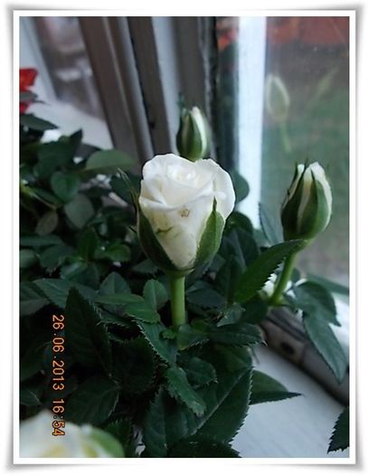 DSCN7435 - flori diverse 2013