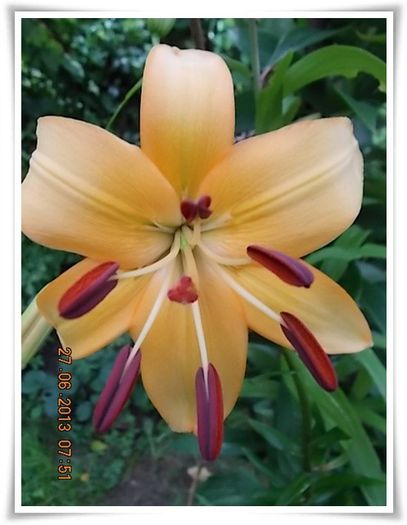 DSCN7439 - flori diverse 2013