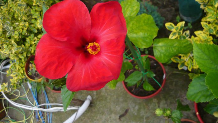 Picture 4165 - x 2013 Hibiscus rosa sinesis